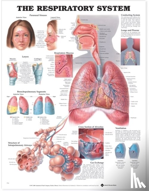 Anatomical Chart Company - The Respiratory System Anatomical Chart