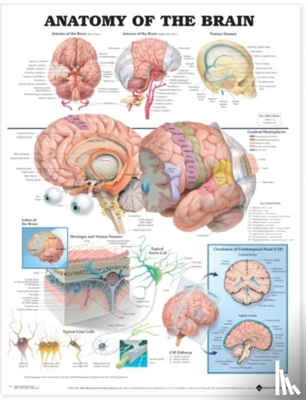  - Anatomy of the Brain Anatomical Chart