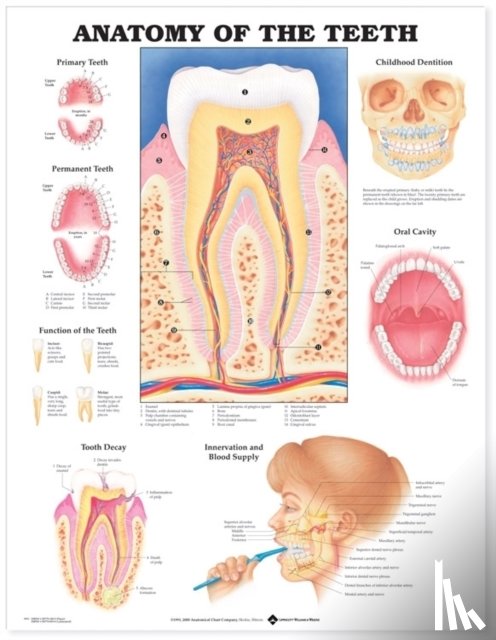 Anatomical Chart Company - Anatomy of the Teeth Anatomical Chart