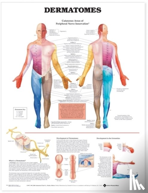 Anatomical Chart Company - Dermatomes Anatomical Chart