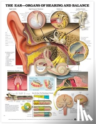 Company, Anatomical Chart - The Ear: Organs of Hearing and Balance Anatomical Chart