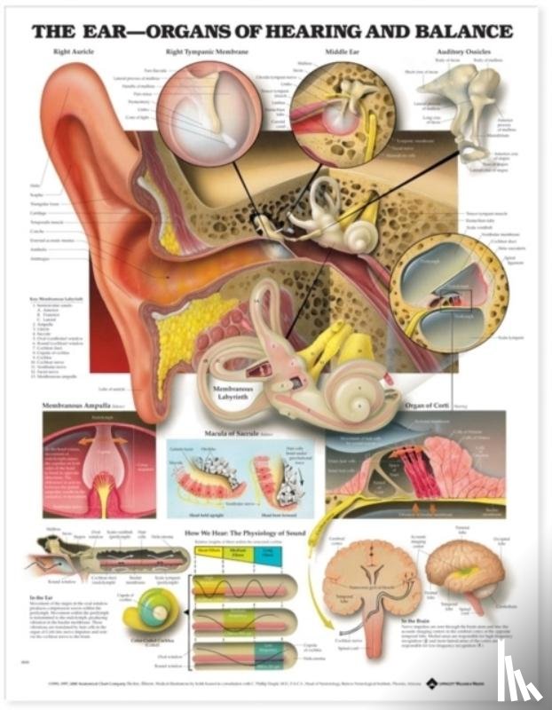 Anatomical Chart Company - The Ear: Organs of Hearing and Balance Anatomical Chart