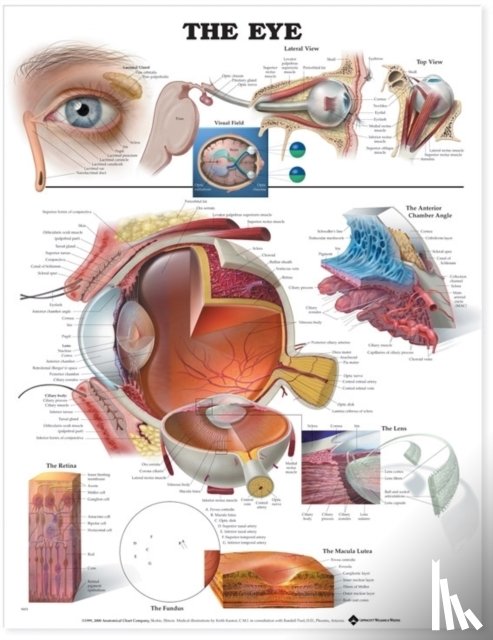 Anatomical Chart Company - The Eye Anatomical Chart