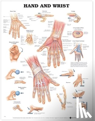Anatomical Chart Company - Hand and Wrist Anatomical Chart