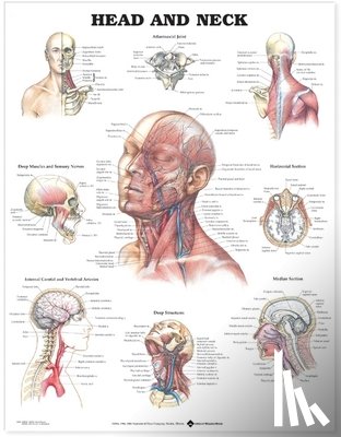 Anatomical Chart Company - Head and Neck Anatomical Chart