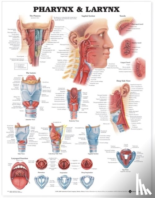Anatomical Chart Company - Pharynx & Larynx Anatomical Chart