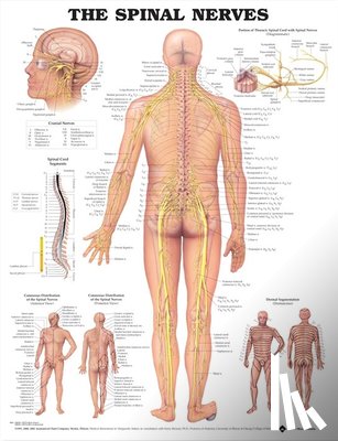Anatomical Chart Company - The Spinal Nerves Anatomical Chart