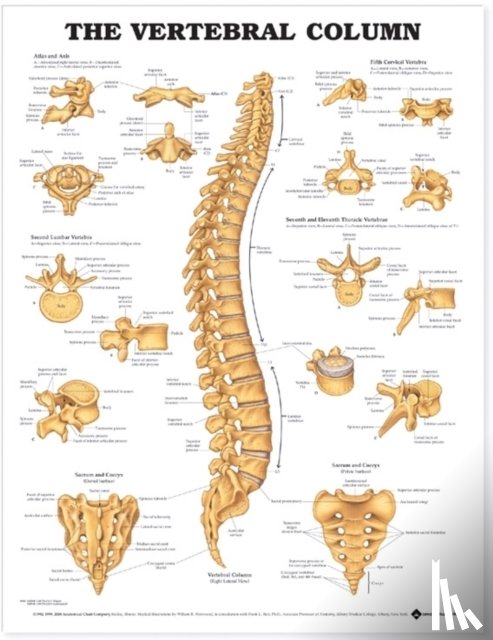 Anatomical Chart Company - The Vertebral Column Anatomical Chart