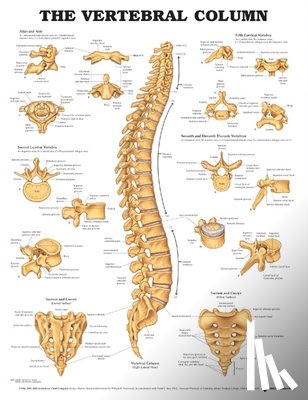 Anatomical Chart Company - The Vertebral Column Anatomical Chart