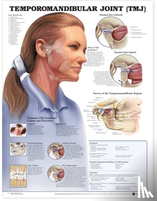 Anatomical Chart Company - Temporomandibular Joint (TMJ) Anatomical Chart