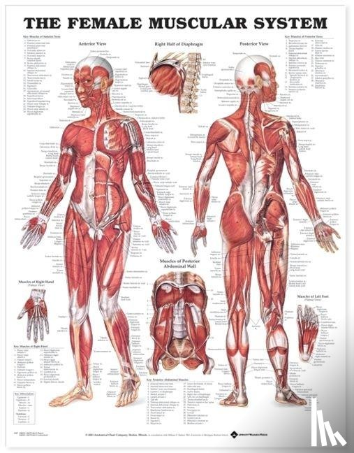  - The Female Muscular System Anatomical Chart