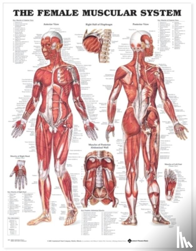 Anatomical Chart Company - The Female Muscular System Anatomical Chart