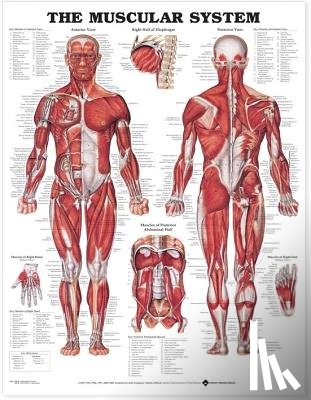 Anatomical Chart Company - The Muscular System Anatomical Chart