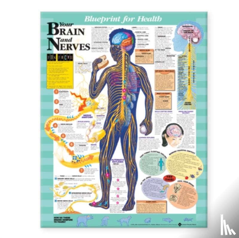  - Blueprint for Health Your Brain and Nerves Chart