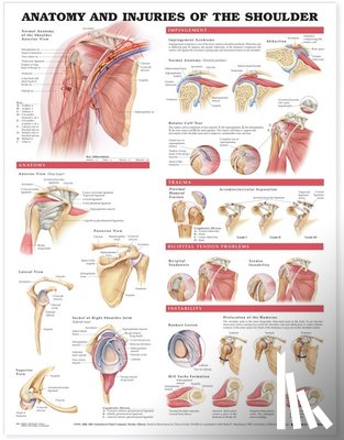 Anatomical Chart Company - Anatomy and Injuries of the Shoulder Anatomical Chart