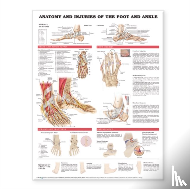  - Anatomy and Injuries of the Foot and Ankle