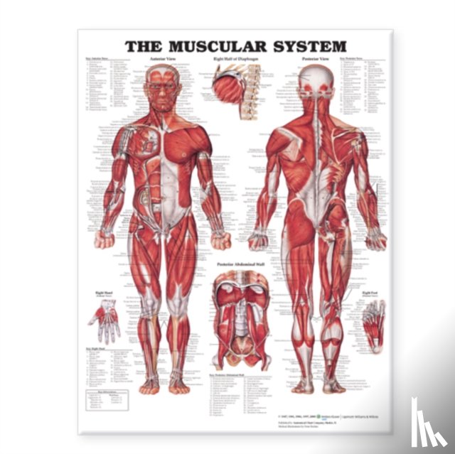Anatomical Chart Company - The Muscular System Giant Chart