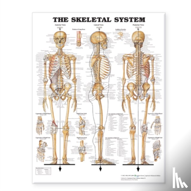 Anatomical Chart Company - The Skeletal System Giant Chart
