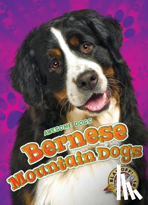 Sabelko, Rebecca - Bernese Mountain Dogs