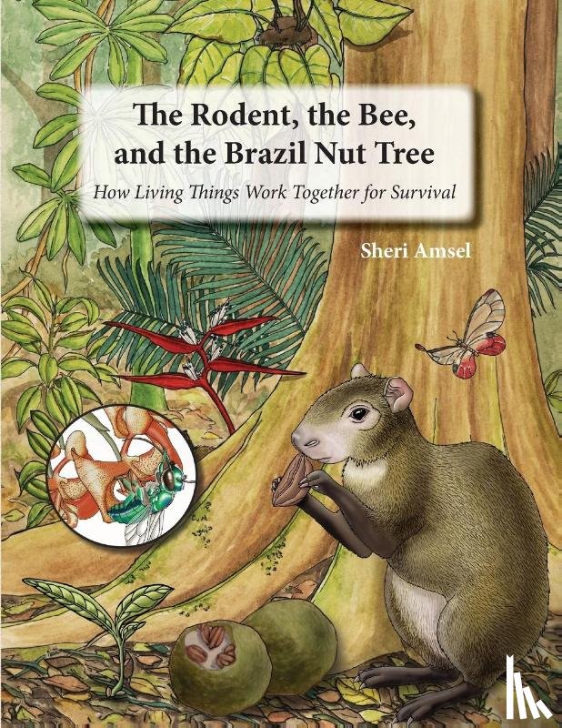 Amsel, Sheri - The Rodent, the Bee, and the Brazil Nut Tree