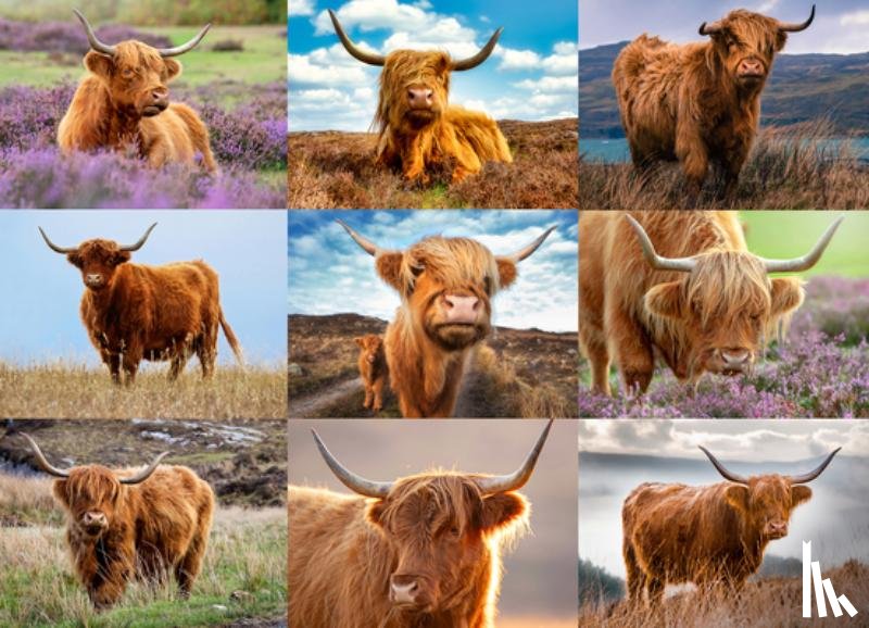 Willow Creek Press - Highland Cows 1000-Piece Puzzle