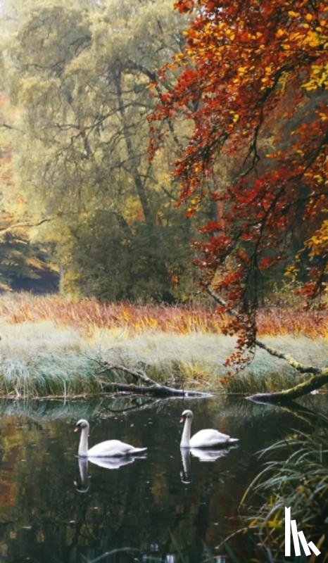 Ashton, Kristy - Swans of Faskally