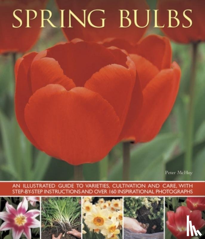 Mchoy Peter - Spring Bulbs