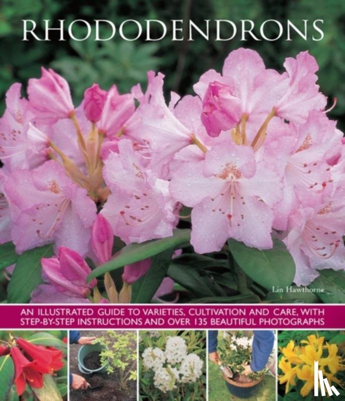 Hawthorne Lin - Rhododendrons
