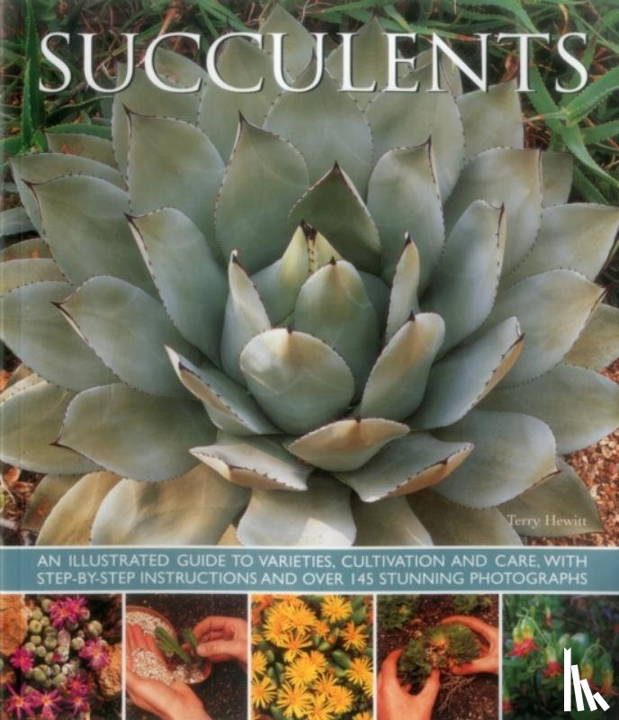 Hewitt Terry - Succulents