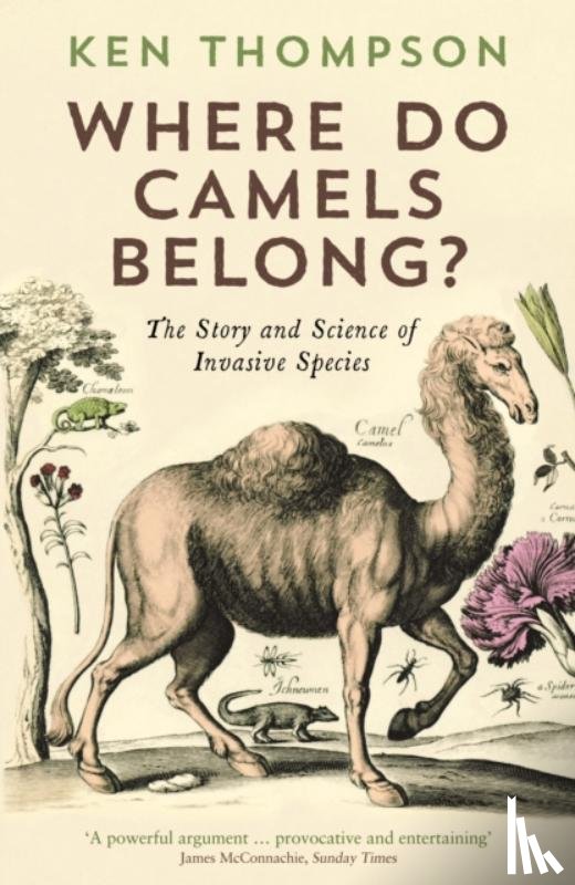 Thompson, Ken - Where Do Camels Belong?