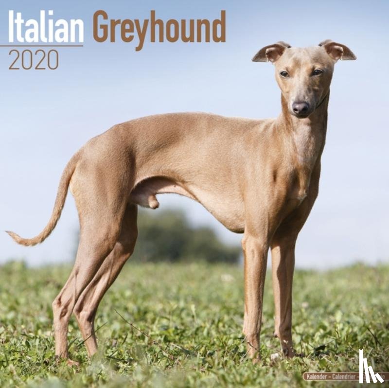 Avonside Publishing Ltd - Italian Greyhound Calendar 2020