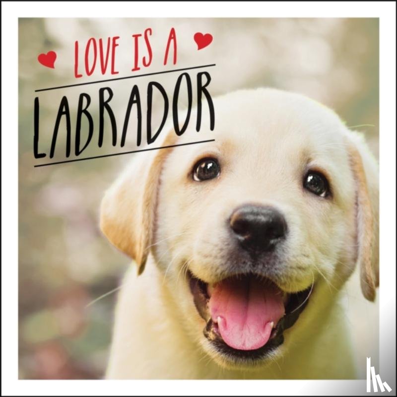 Ellis, Charlie - Love is a Labrador