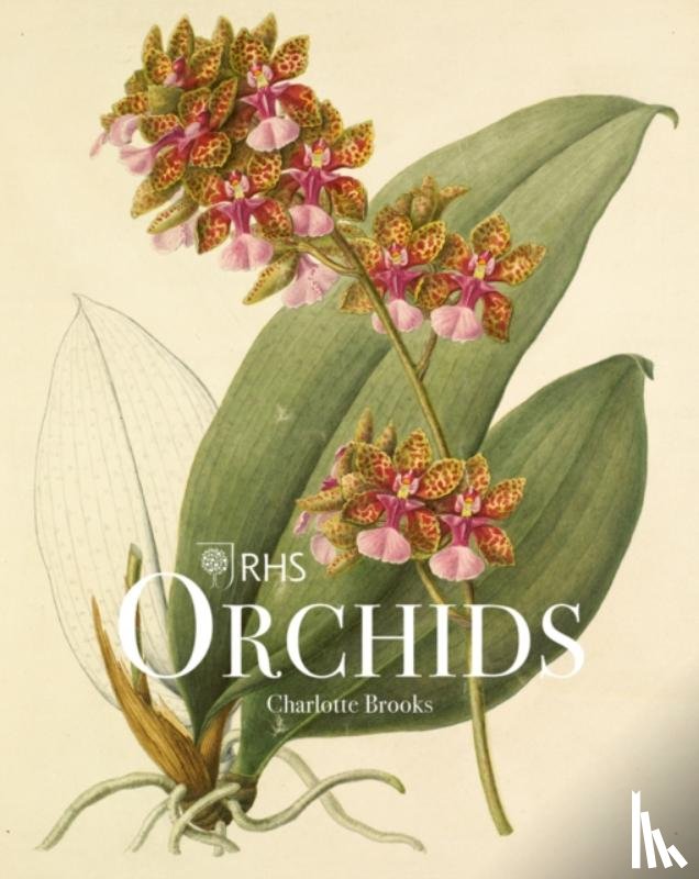 Brooks, Charlotte - RHS Orchids