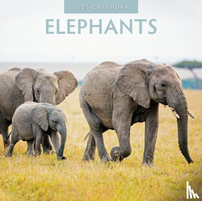 Red Robin - Elephants 2025 Square Wall Calendar