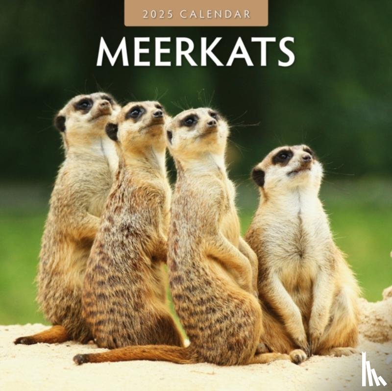 Red Robin - Meerkats 2025 Square Wall Calendar