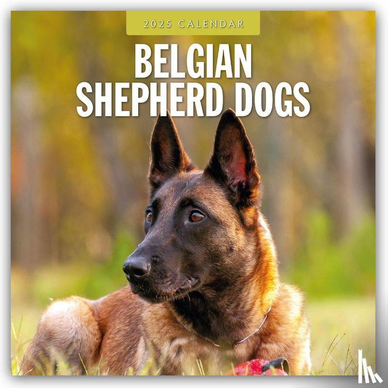 Red Robin - Belgian Shepherd Dogs 2025 Square Wall Calendar