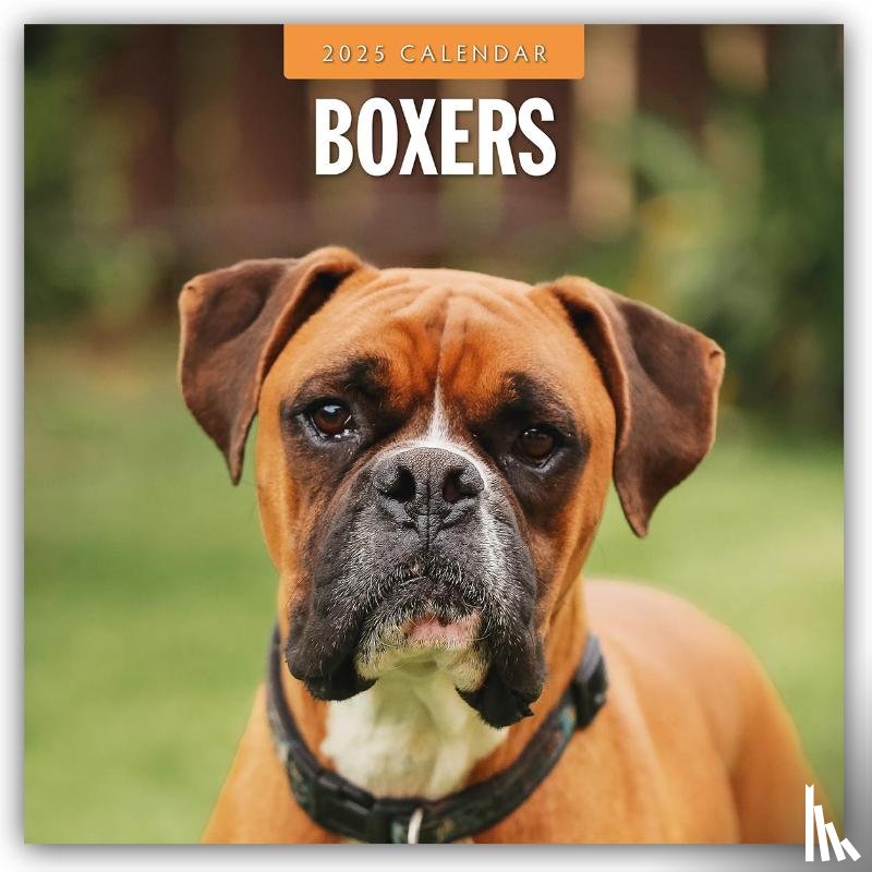 Red Robin - Boxers 2025 Square Wall Calendar