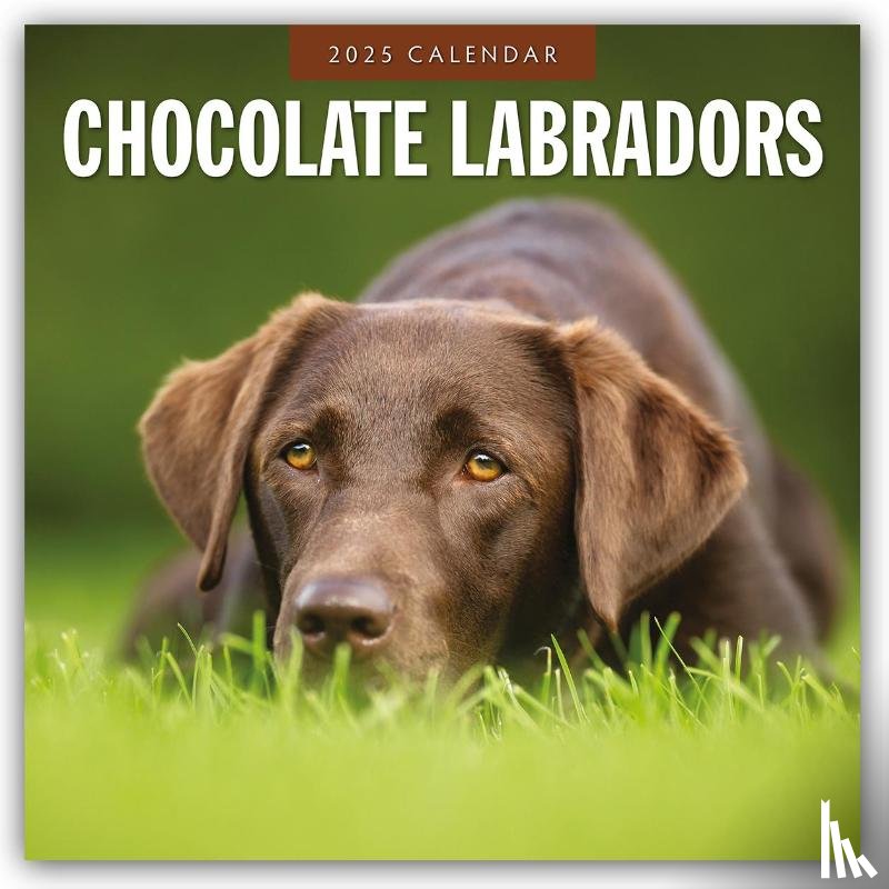 Red Robin - Chocolate Labradors 2025 Square Wall Calendar