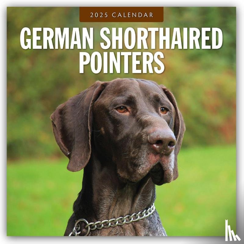 Red Robin - German Shorthaired Pointers 2025 Square Wall Calendar