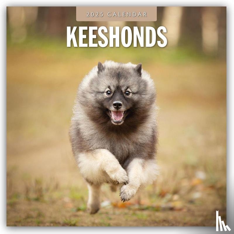 Red Robin - Keeshonds 2025 Square Wall Calendar