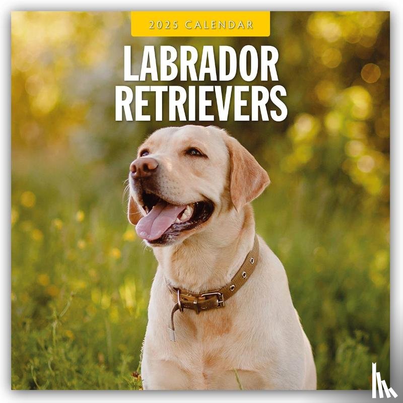 Red Robin - Labrador Retrievers 2025 Square Wall Calendar