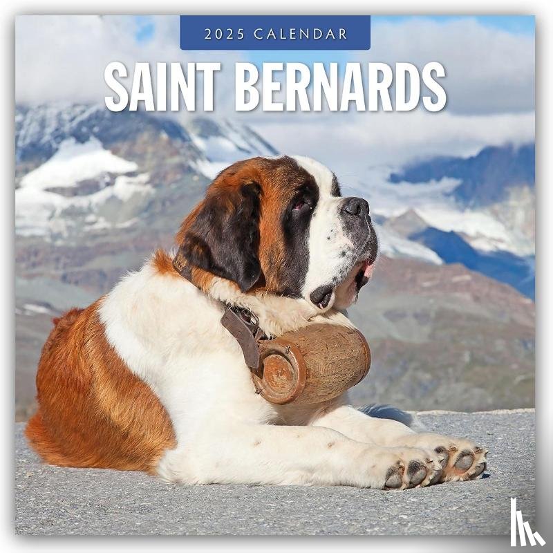 Red Robin - Saint Bernards 2025 Square Wall Calendar