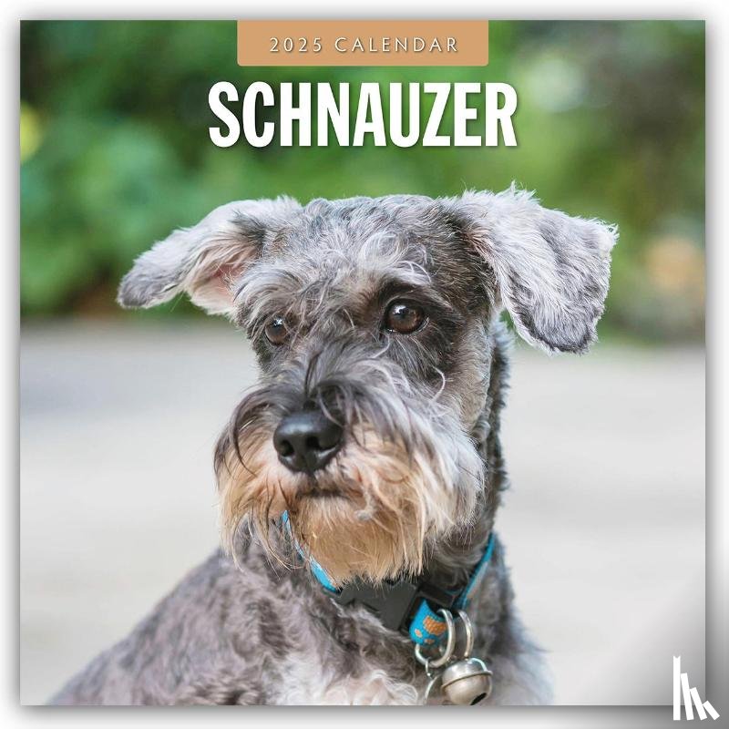 Red Robin - Schnauzer 2025 Square Wall Calendar