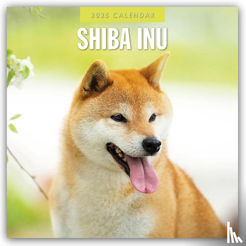 Red Robin - Shiba Inu 2025 Square Wall Calendar