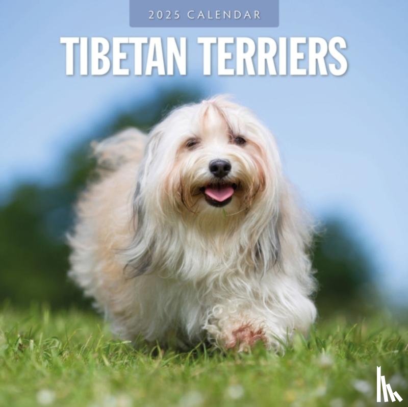 Red Robin - Tibetan Terriers 2025 Square Wall Calendar