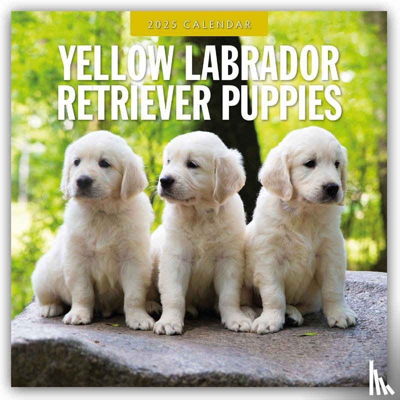 Red Robin - Yellow Labrador Retriever Puppies 2025 Square Wall Calendar