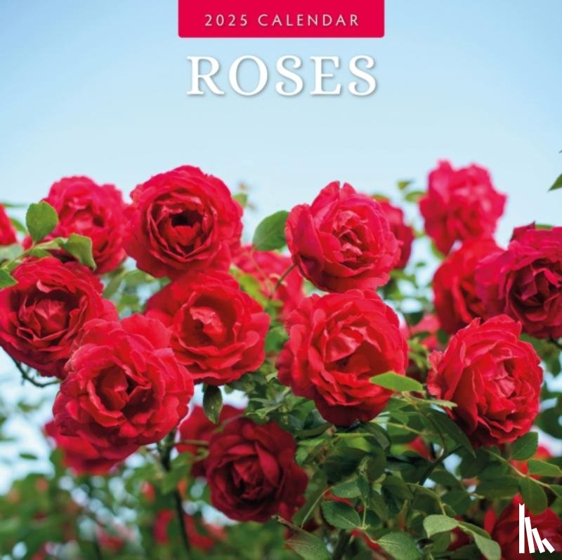 Red Robin - Roses 2025 Square Wall Calendar