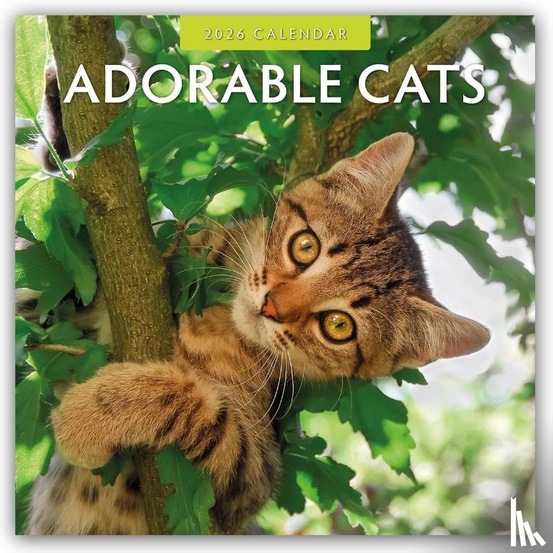 Red, Robin - Adorable Cats - Liebenswerte Katzen 2026 - 16-Monatskalender