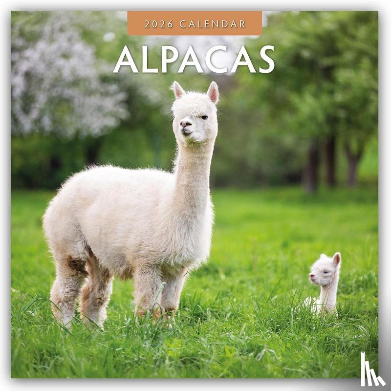 Red Robin - Alpacas 2026 Square Wall Calendar