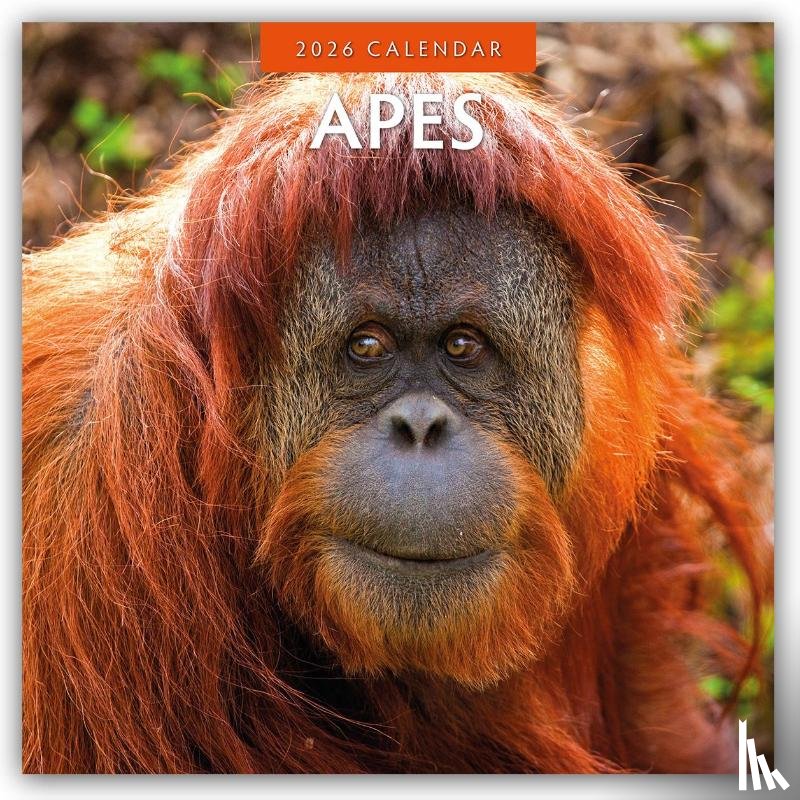 Red Robin - Apes 2026 Square Wall Calendar